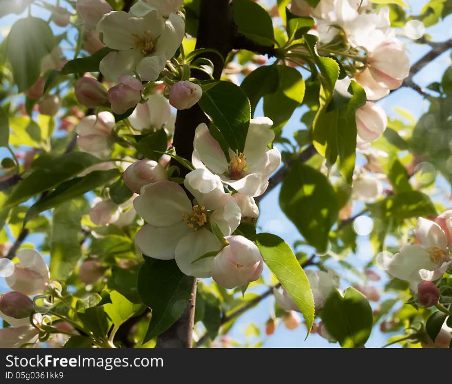 Spring blossom on a nature blue background. Spring blossom on a nature blue background