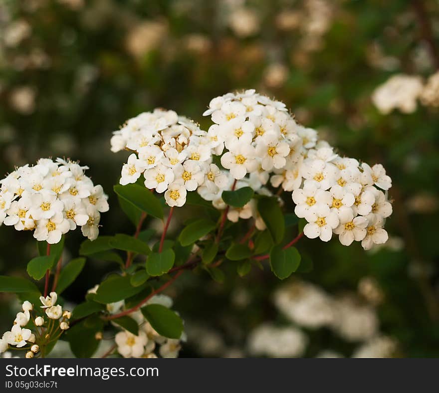 Spring Blossoms