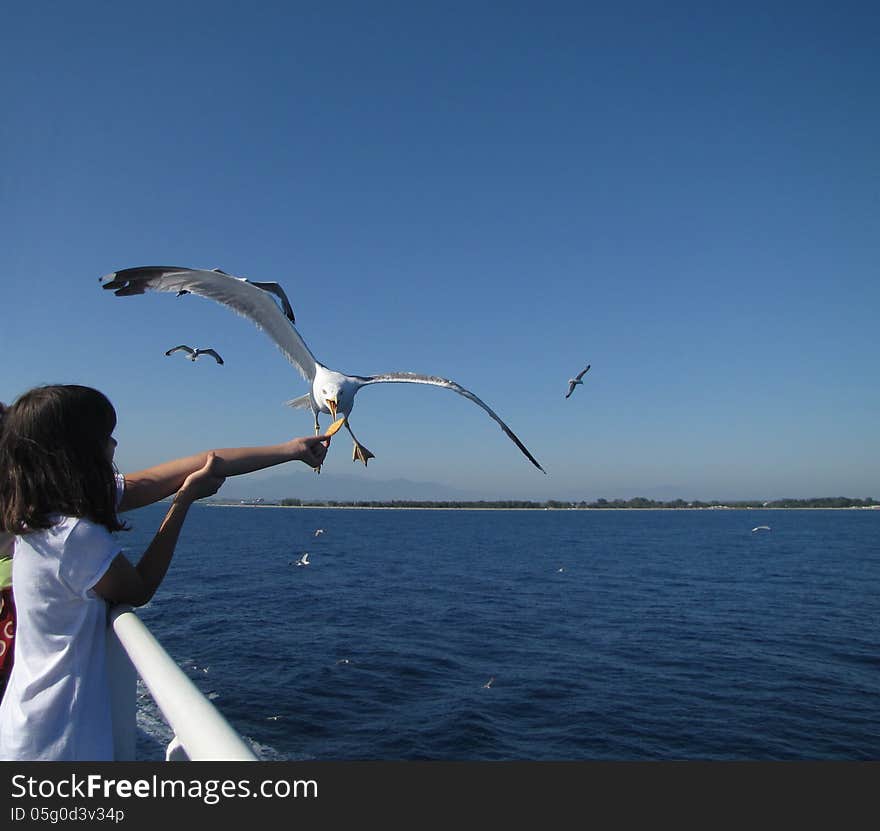 Little Girl And Seagull