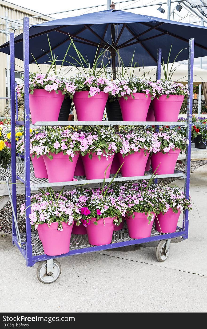 Stack of potted pink impatiens on a cart. Stack of potted pink impatiens on a cart.