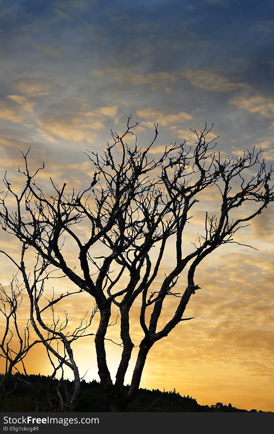 Sunset And Trees