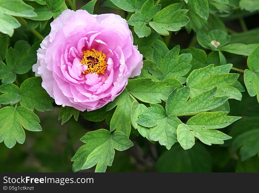 The close-up of pink peony flower