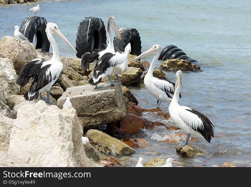 Australian Pelican, Emu Bay, Kangaroo Island, South Australia. Australian Pelican, Emu Bay, Kangaroo Island, South Australia