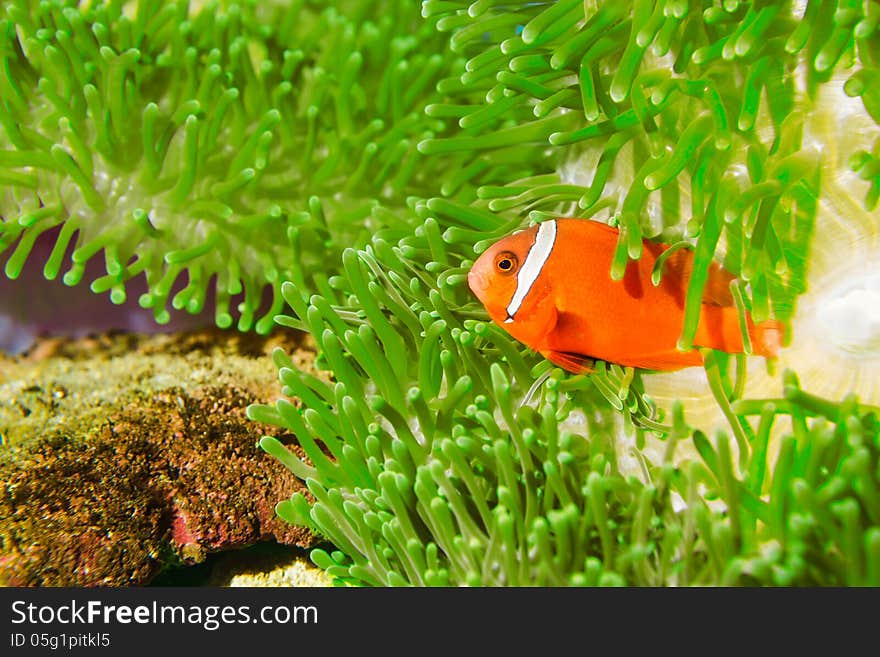 A Spinecheek Anemonefish, also known as a Maroon Clownfish