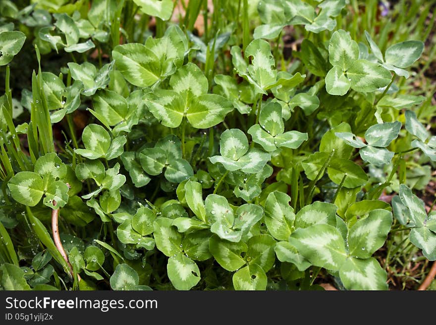 Pretty little patch of bright green clover just washed clean by a light rain-shower. Pretty little patch of bright green clover just washed clean by a light rain-shower.