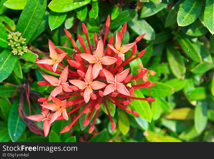 Red ixora coccinea flower,Close-up.