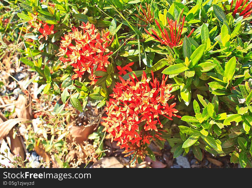 Red ixora coccinea flower,Close-up.