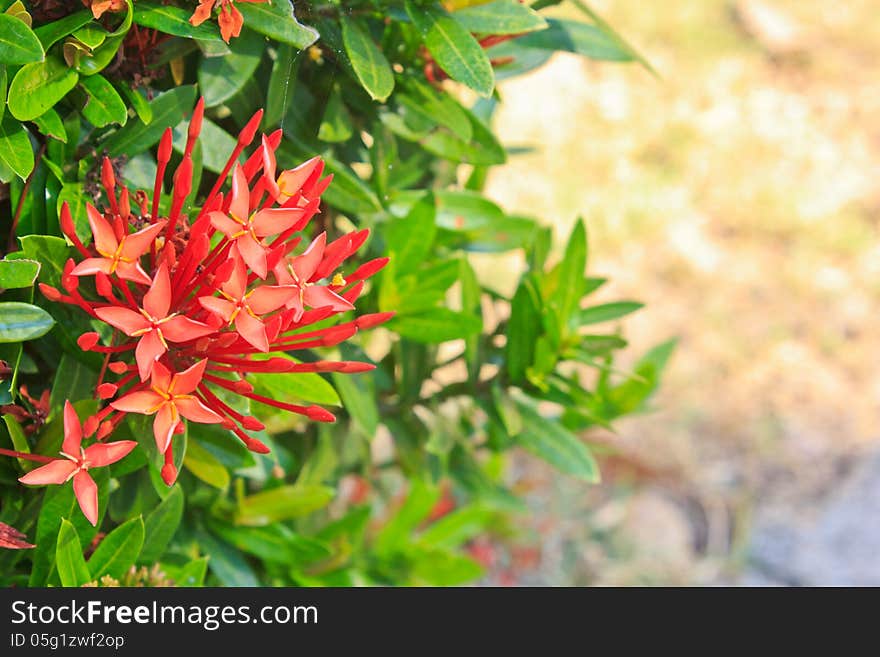 Red ixora coccinea flower,Close-up.