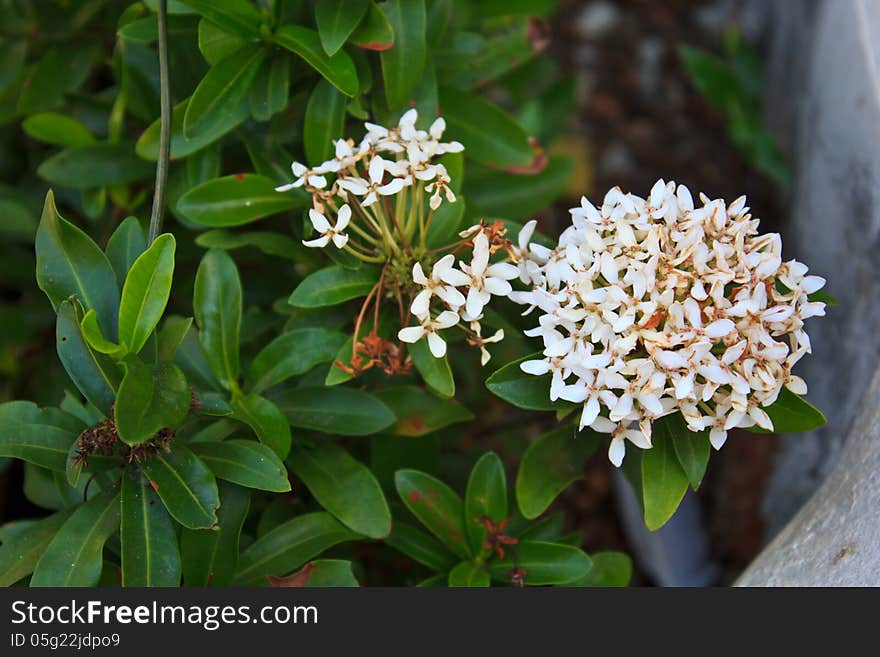 White ixora coccinea flower in the garden