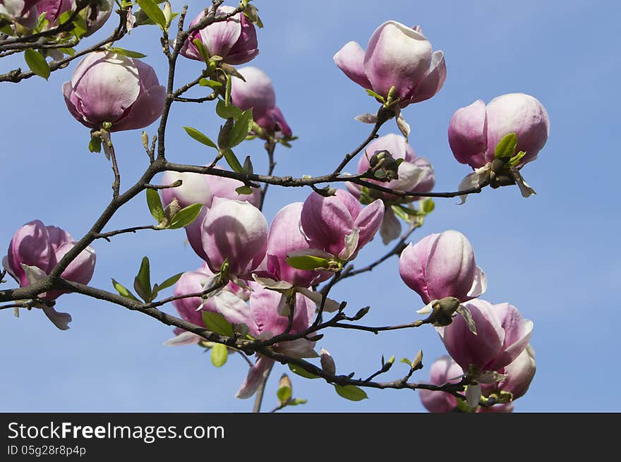 Blossoming magnolia tree