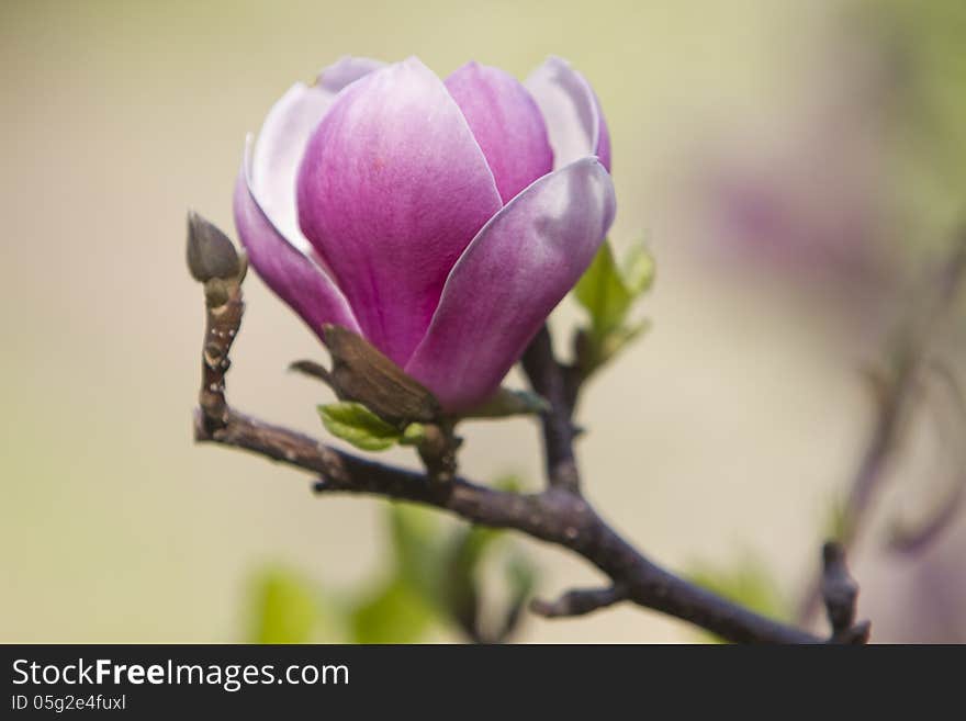 Blossoming magnolia tree