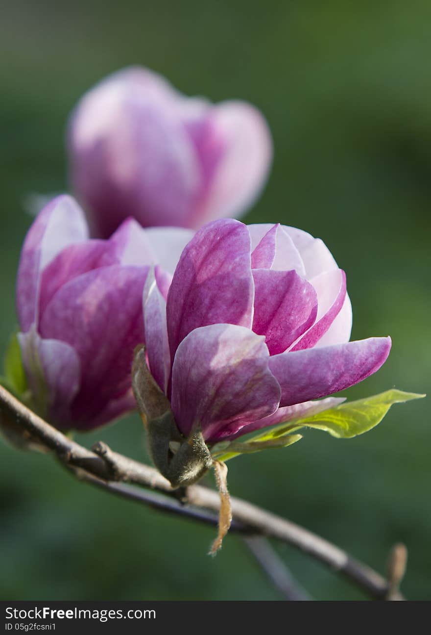 Blossoming magnolia tree