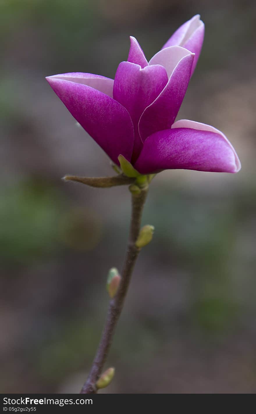 Blossoming magnolia tree