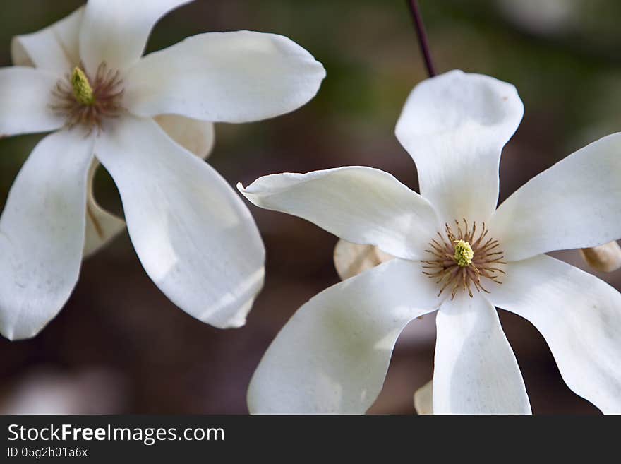 Blossoming magnolia tree