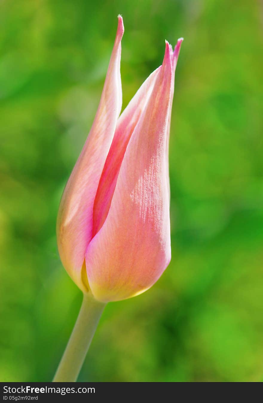 Pink tulip flower on green background