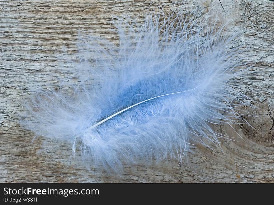 Blue fluffy feather on untreated wooden board. Blue fluffy feather on untreated wooden board