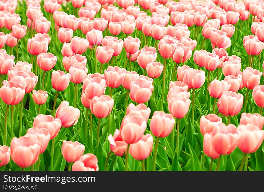 Many Pink Tulip