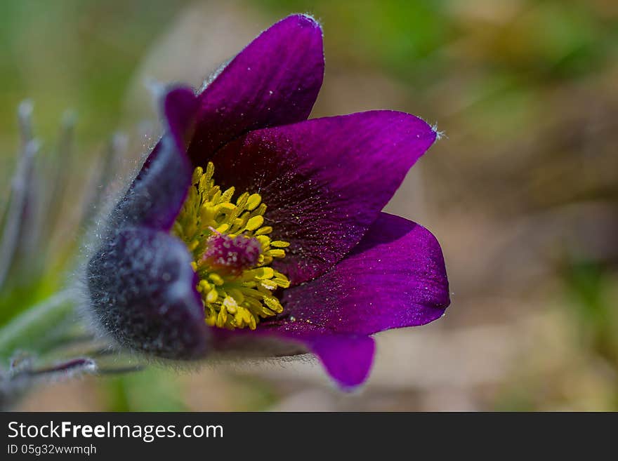 Purple anemone in a field