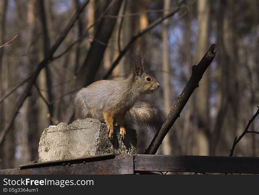 Squirrel.