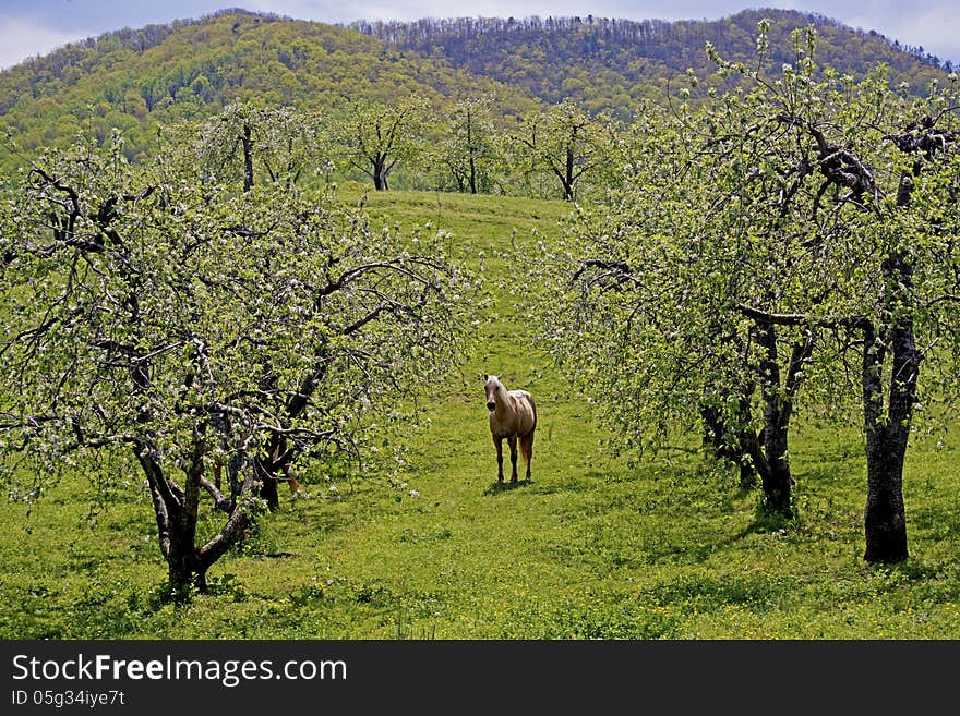 A tan and brown horse grazes beneath an apple orchard. A tan and brown horse grazes beneath an apple orchard.