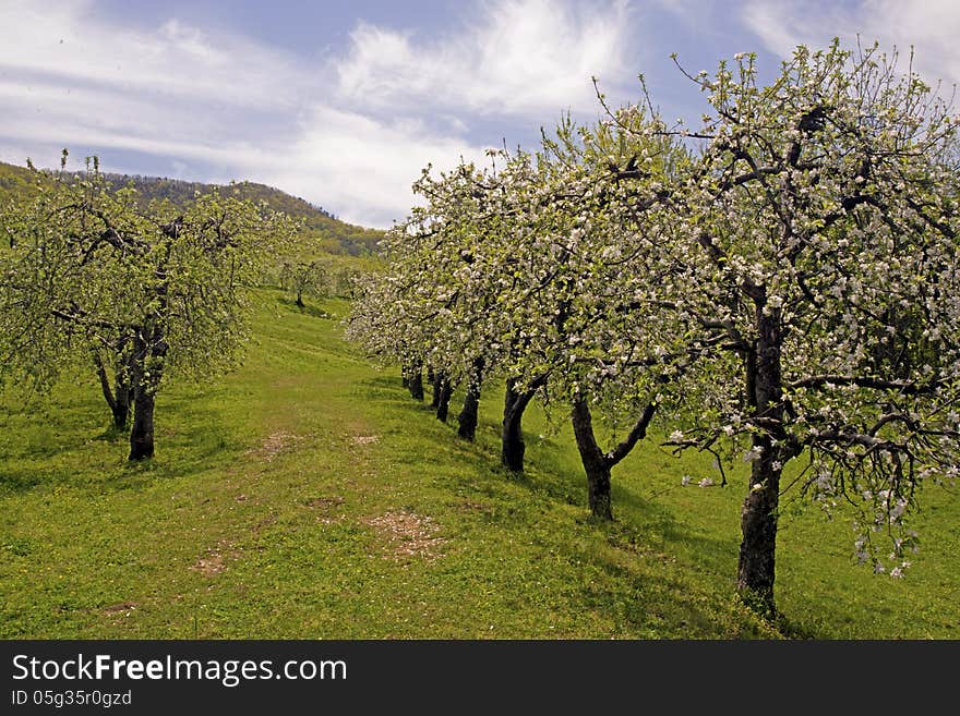 An orchard of blooming apple trees. An orchard of blooming apple trees.