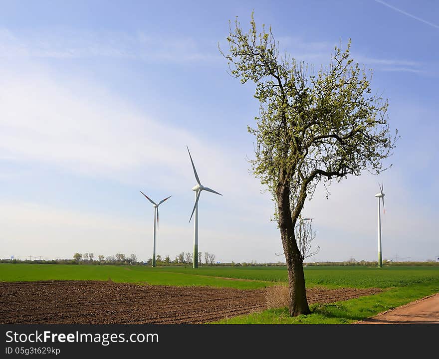 Wind turbines and a tree