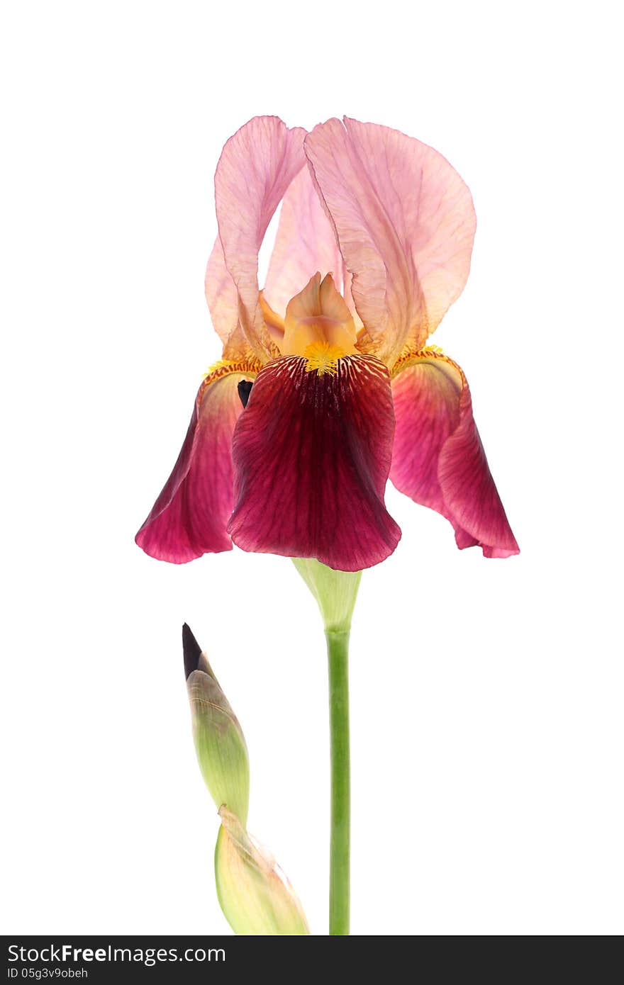 Studio shot of reddish purple iris flower isolated on white background