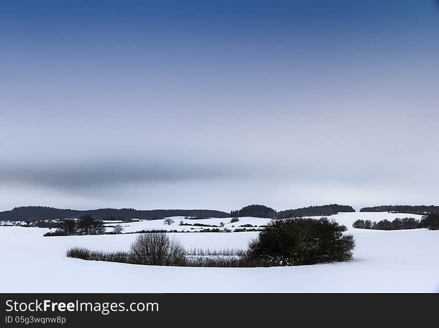 Island of plants in a winter landscape