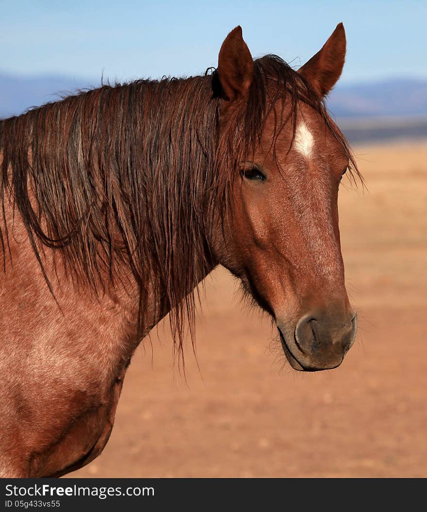 Head shot of sorrel with small white diamond on forehead and scraggly mane with great plains in background. Head shot of sorrel with small white diamond on forehead and scraggly mane with great plains in background