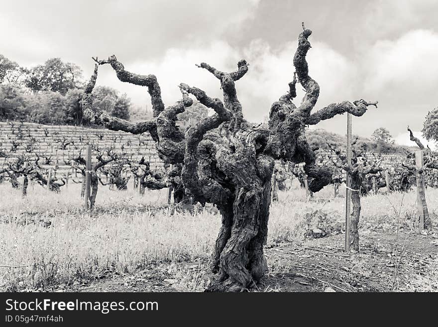 An old grape tree on a field. An old grape tree on a field