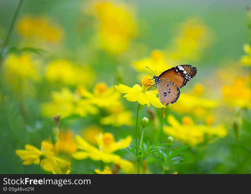 Common tiger butterfly on yellow flower