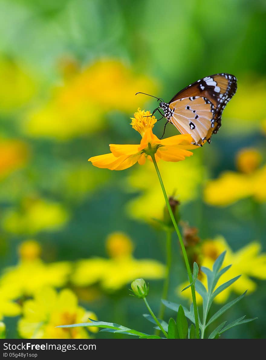 Common tiger butterfly on yellow flower