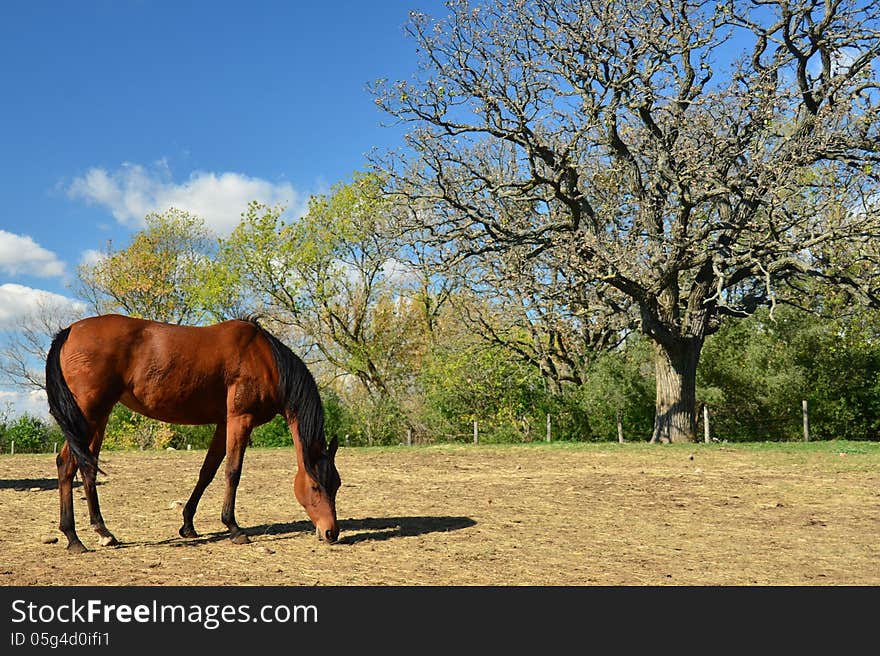 A horse alone in the pasture near a tree. A horse alone in the pasture near a tree