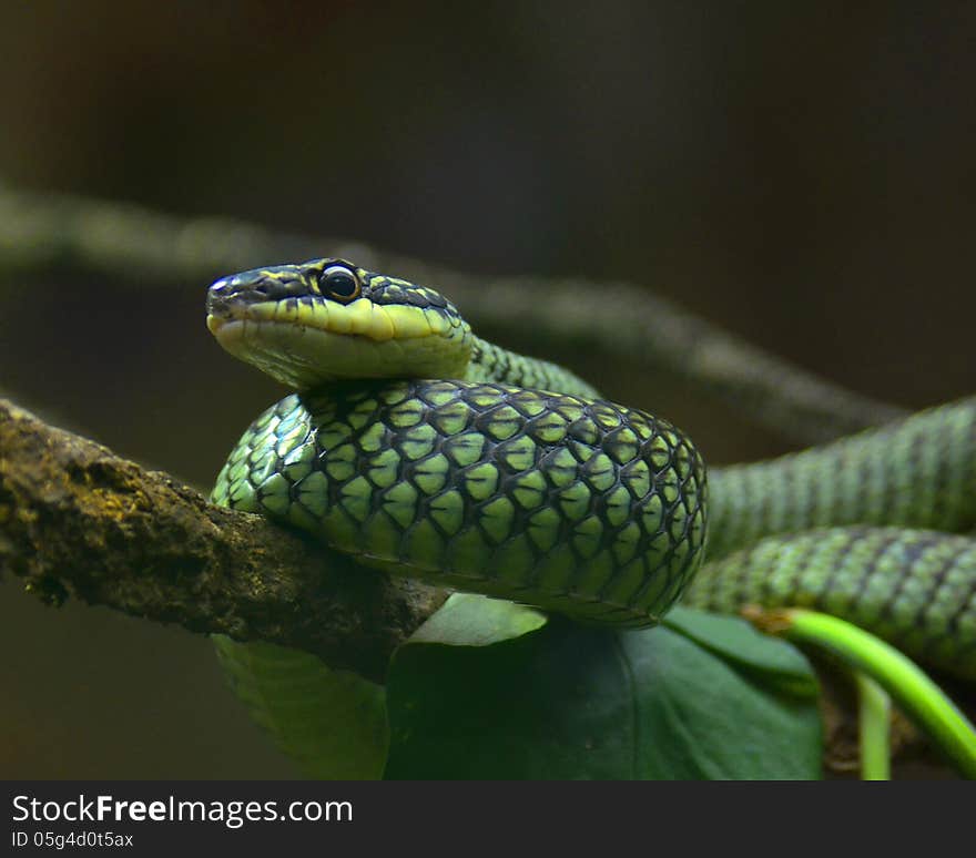 Green snake on a limb