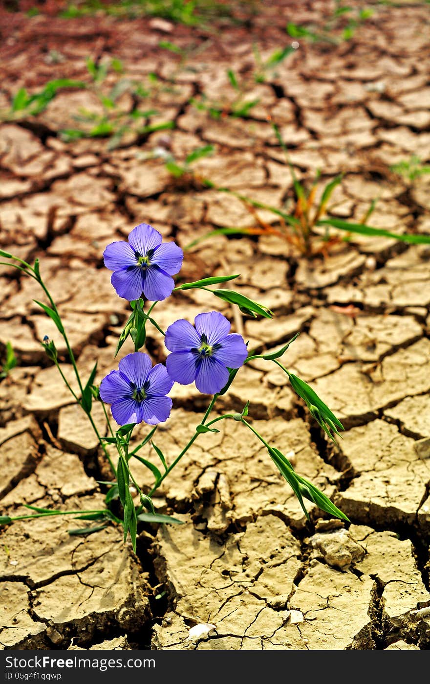 New life on dry Earth