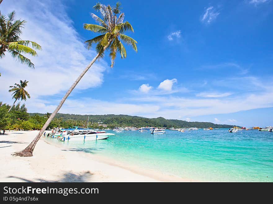 Coast with palm trees and yachts. Coast with palm trees and yachts