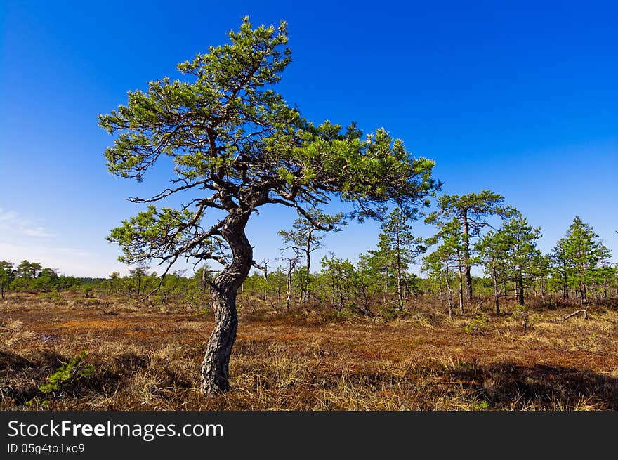 Sprin in Estonia, Endla bog. Sprin in Estonia, Endla bog.