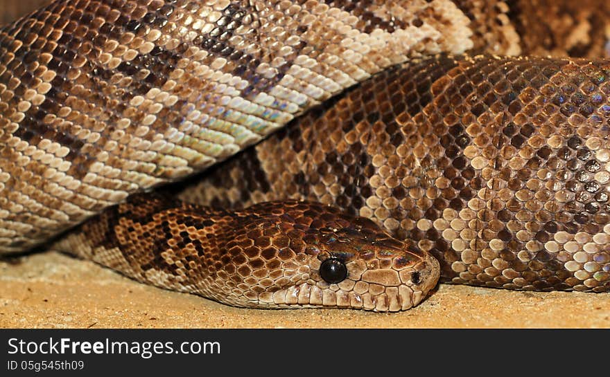 Python is a very strong colored snake. Python is a very strong colored snake