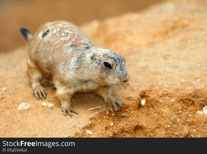 Prairie dog is a small rodent that lives in the sandstone. Prairie dog is a small rodent that lives in the sandstone