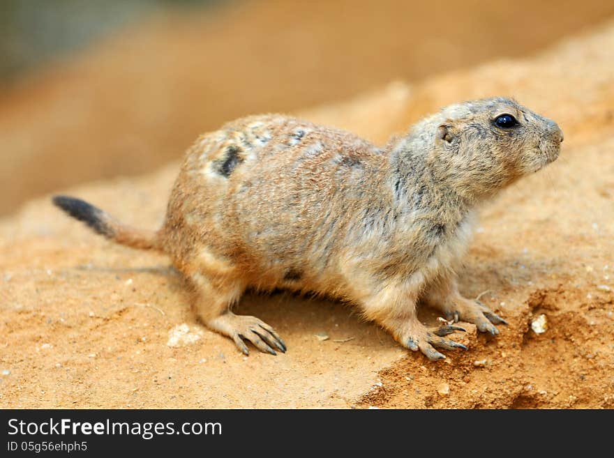 Prairie dog is a small rodent that lives in the sandstone