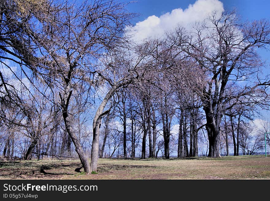 Tree on a background of blue sky in spring