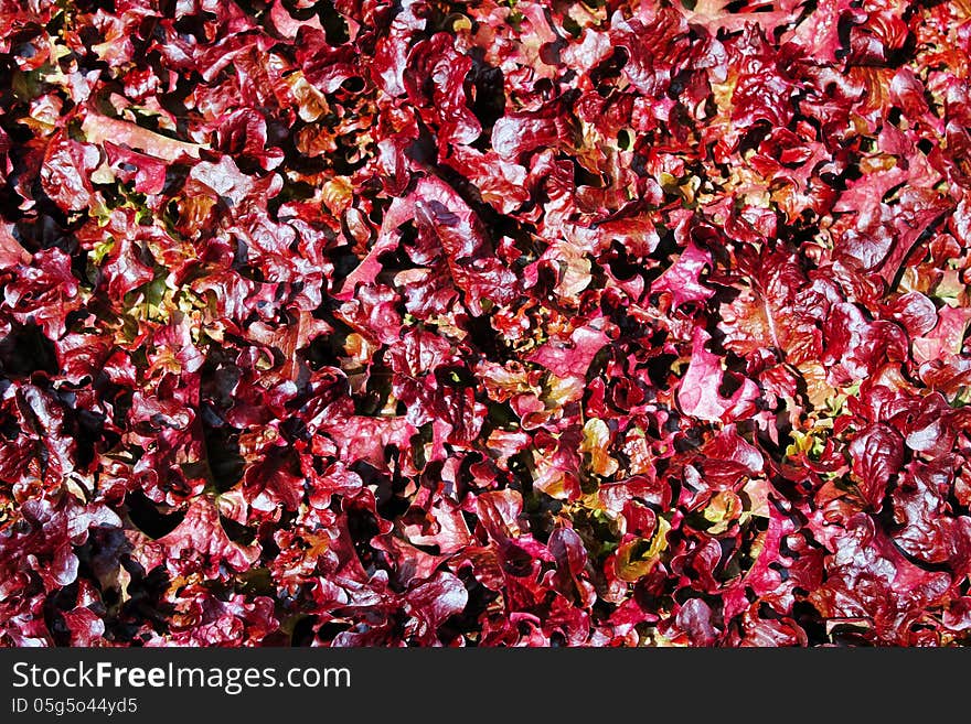 Red lettuce nature food background