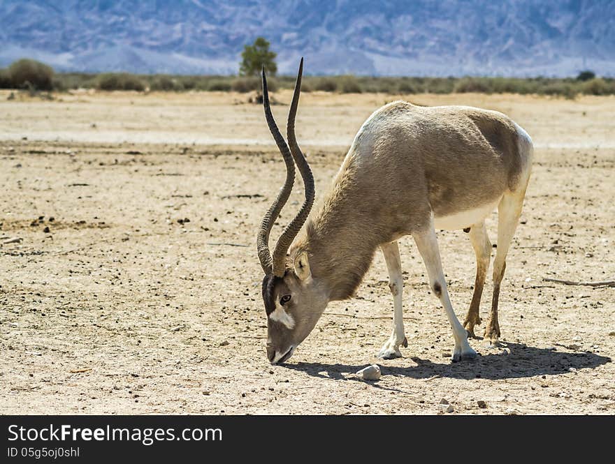 Antelope, the Arabian oryx (Oryx leucoryx) in biblical Hai-Bar nature reserve, 35 km north of Eilat, Israel. Antelope, the Arabian oryx (Oryx leucoryx) in biblical Hai-Bar nature reserve, 35 km north of Eilat, Israel