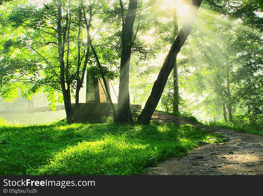 Sunlight through the branches of the tree. Sunlight through the branches of the tree