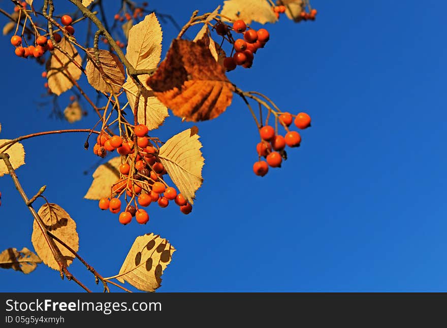 Autumn Rowanberry