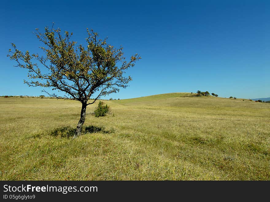 Green field with old tree. Green field with old tree