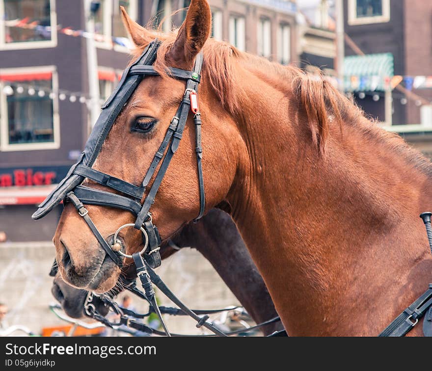 Mounted horse closeup