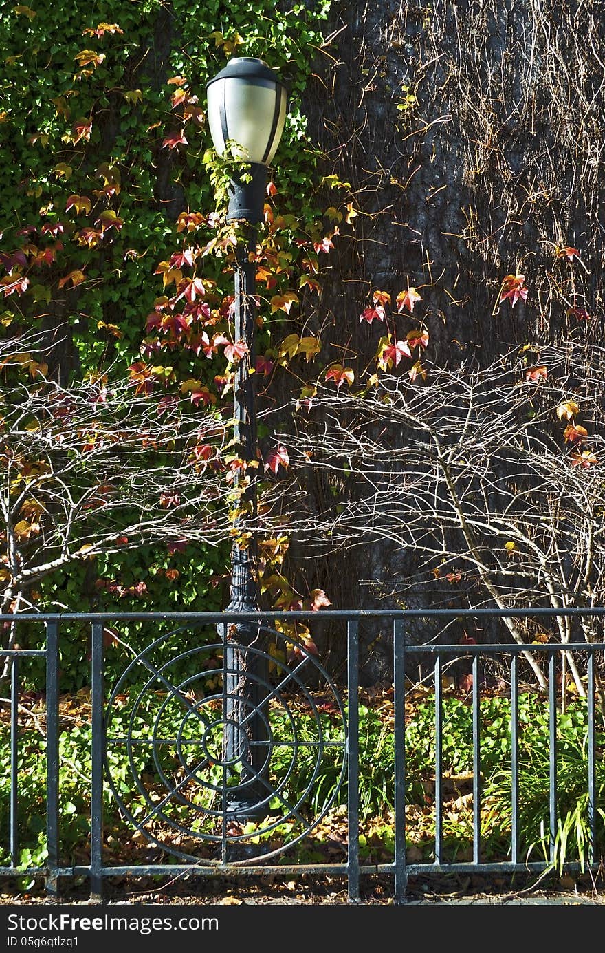 Vibrant Autumn foliage surounds this New York City lamp post on the East Side. Vibrant Autumn foliage surounds this New York City lamp post on the East Side.