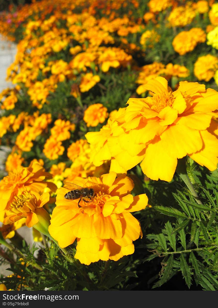 Beautiful Flower Of Tagetes