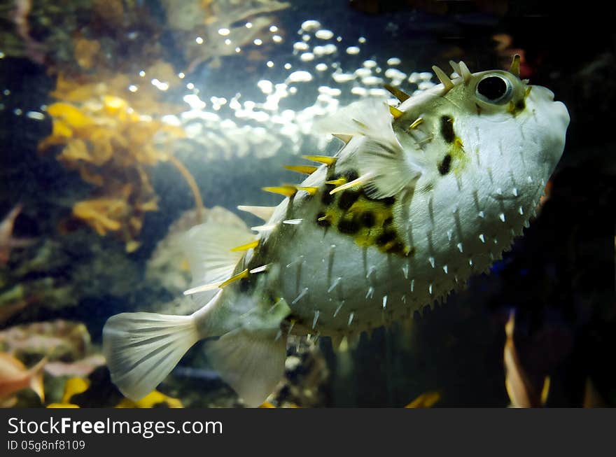 Blow fish swim underwater in the ocean. Blow fish swim underwater in the ocean